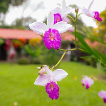 Volcano Lodge, Hotel & Thermal Experience La Fortuna Exterior photo