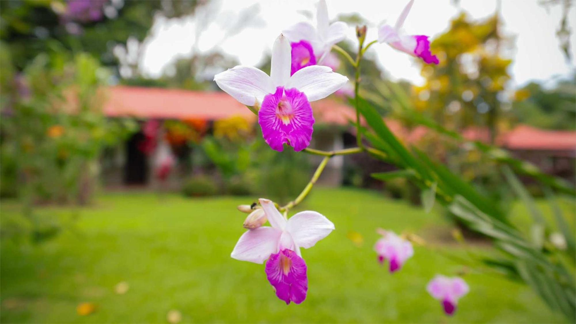 Volcano Lodge, Hotel & Thermal Experience La Fortuna Exterior photo